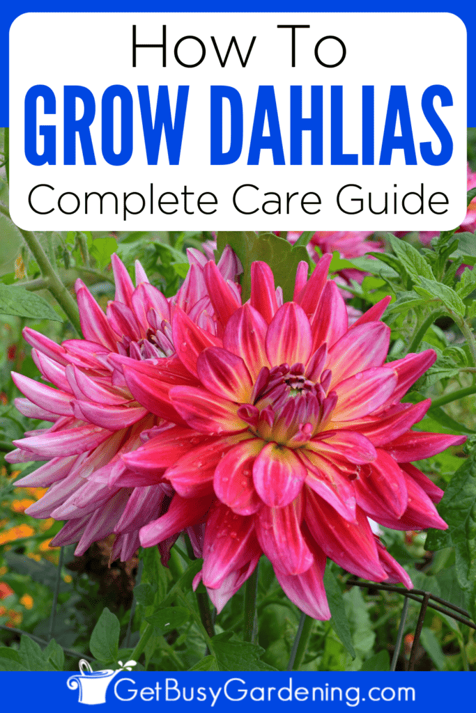 How To Grow Dahlias Complete Care Guide