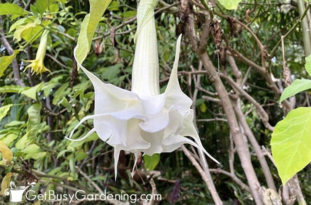 Double white angels trumpet flower