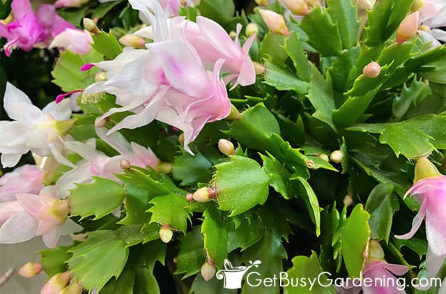 Flowers opening on Thanksgiving cactus