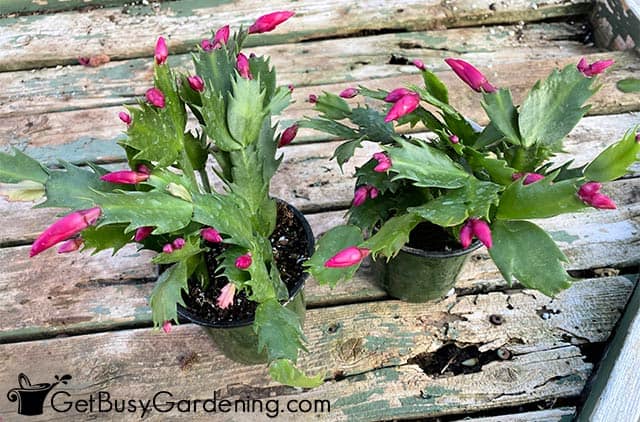 Getting my Thanksgiving cactus to bloom