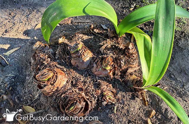 Getting ready to dig up my amaryllis bulbs