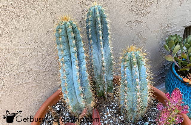 Gorgeous blue torch cactus in a pot