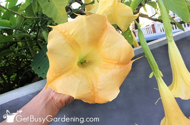 Gorgeous peach brugmansia flowers