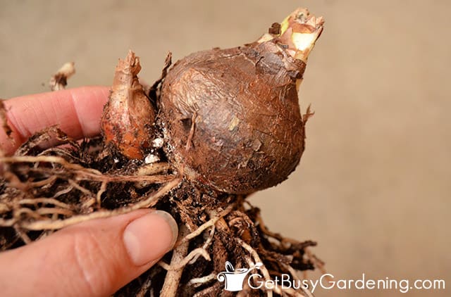 Healthy amaryllis bulb ready to store