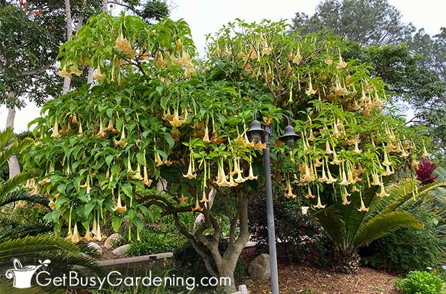 Large angels trumpet tree in full bloom