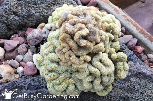 Large brain cactus plant