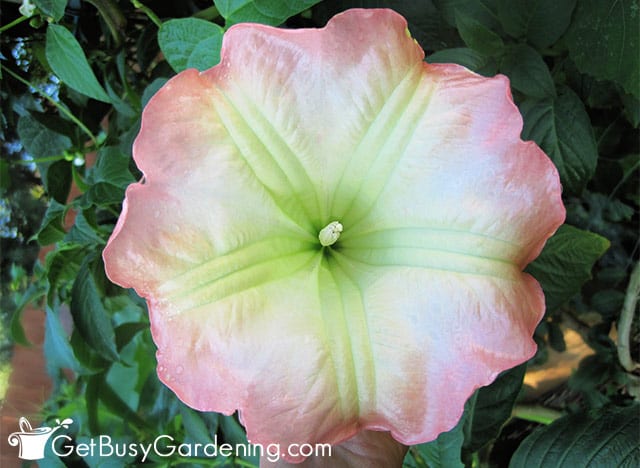 Light pink angels trumpet flower