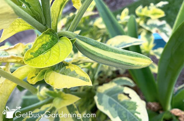 New brugmansia flower bud emerging