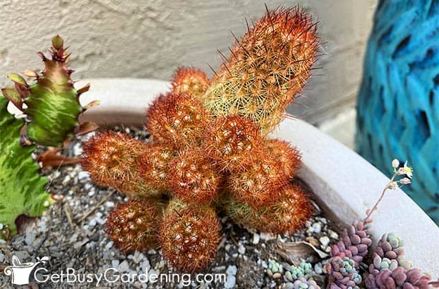 Orange mammillaria elongata cactus plant