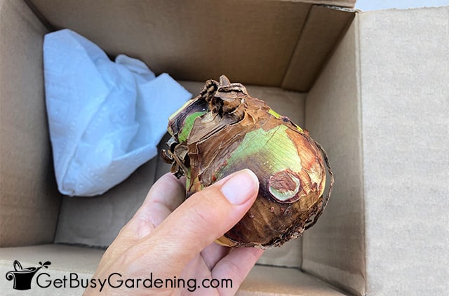 Packing amaryllis bulbs in a box for winter