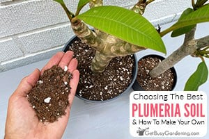 How To Choose The Best Plumeria Soil