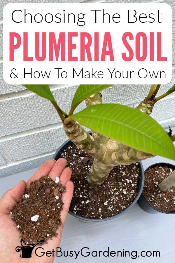 Choosing The Best Plumeria Soil & How To Make Your Own