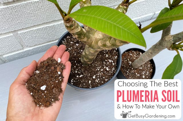 How To Choose The Best Plumeria Soil