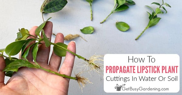 Propagating Lipstick Plant (aeschynanthus) In Water Or Soil - Get Busy 