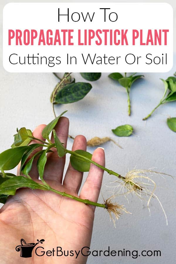 How To Propagate Lipstick Plant Cuttings In Water Or Soil
