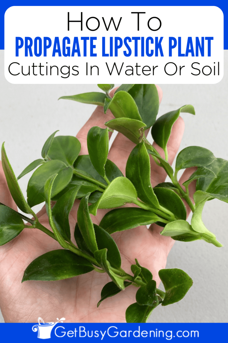 How To Propagate Lipstick Plant In Water