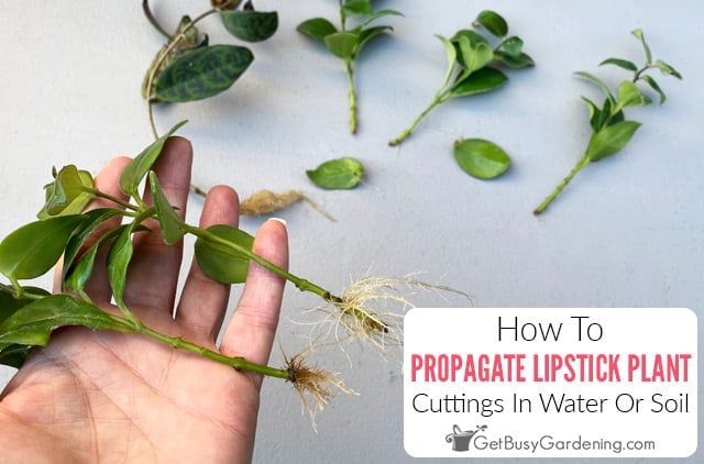How To Propagate Lipstick Plant (Aeschynanthus) In Water Or Soil