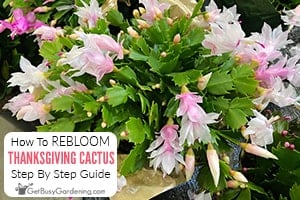 How To Get Your Thanksgiving Cactus To Bloom Again
