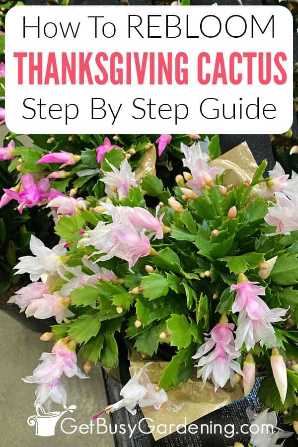 How To Rebloom Thanksgiving Cactus Step By Step Guide