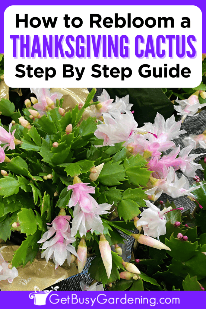 How To Rebloom Thanksgiving Cactus Step By Step Guide