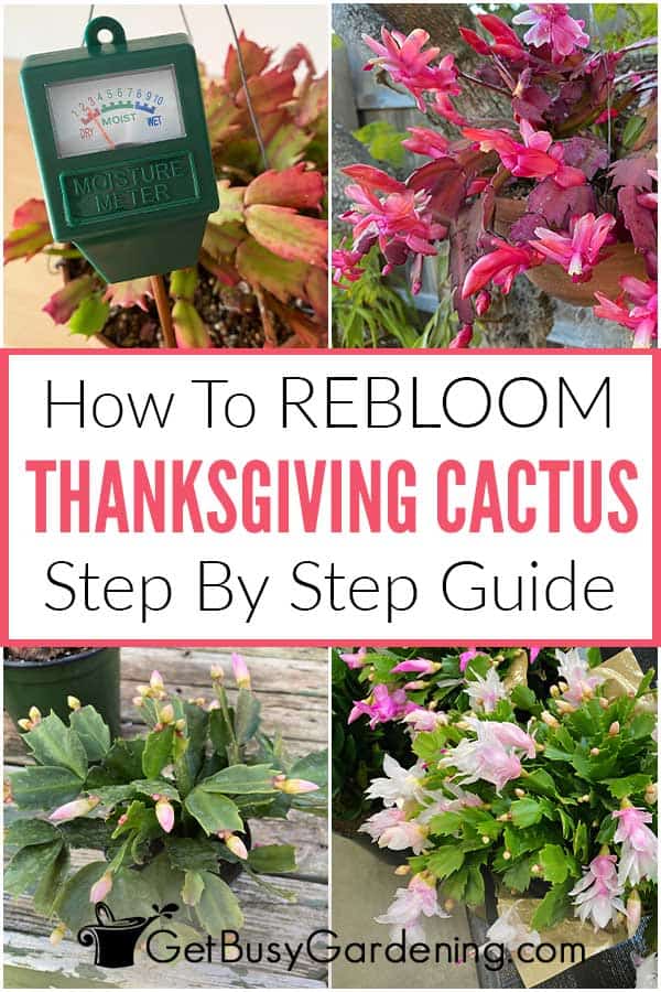 How To Rebloom Thanksgiving Cactus Step By Step Guide