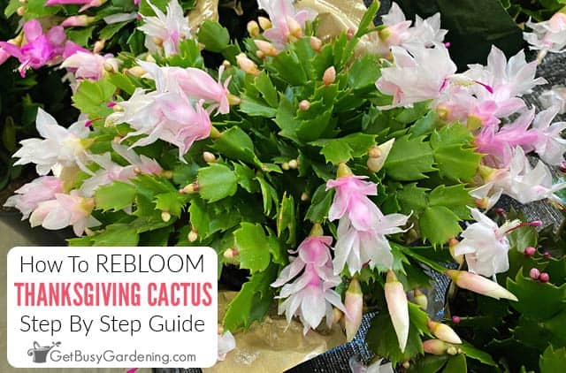 How To Get Your Thanksgiving Cactus To Bloom Again