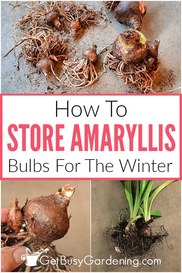 How To Store Amaryllis Bulbs For The Winter