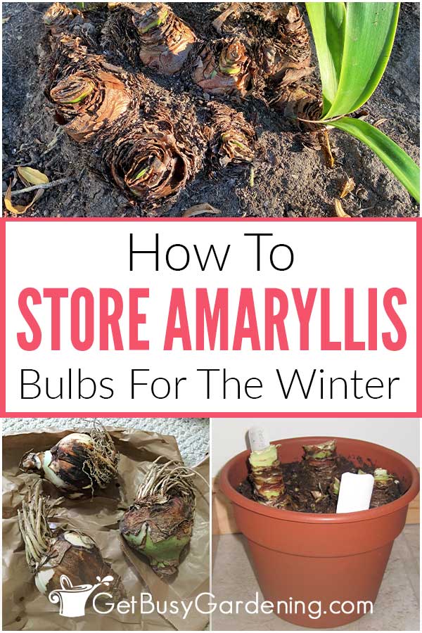How To Store Amaryllis Bulbs For The Winter