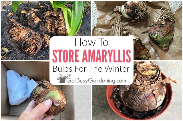 How To Store Amaryllis Bulbs For The Winter