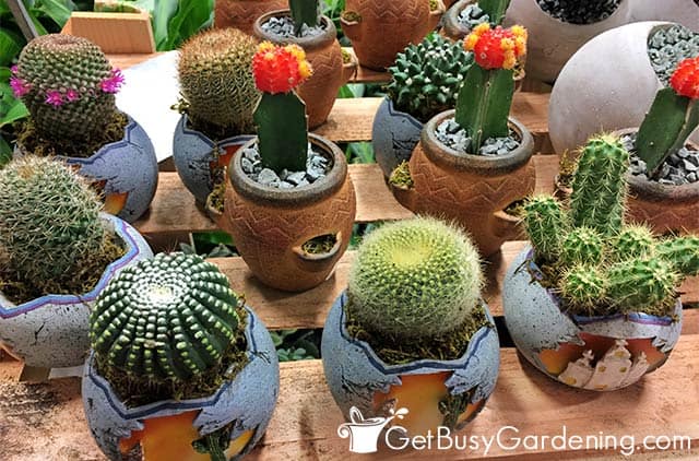 Various types of cacti growing indoors