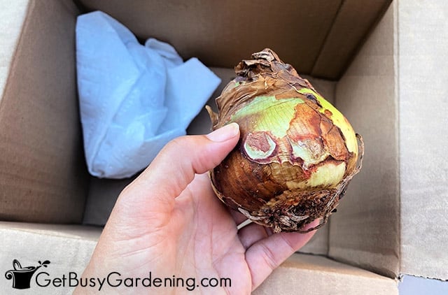 Wrapping amaryllis bulbs for storage