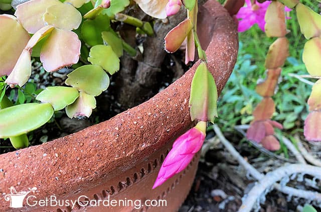 Christmas cactus blooms getting bigger