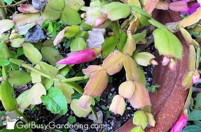 Christmas cactus starting to bloom again