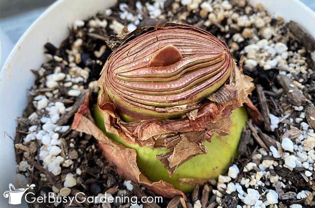 Amaryllis bulb coming out of dormancy