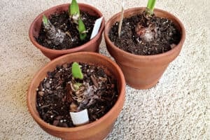 Amaryllis bulbs starting to break dormancy