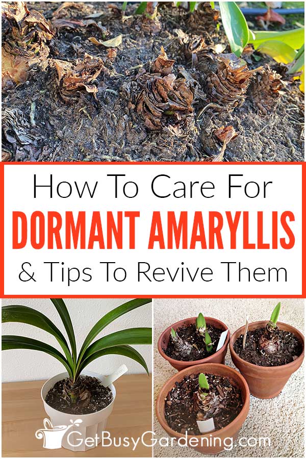 How To Care For Dormant Amaryllis & Tips To Revive Them