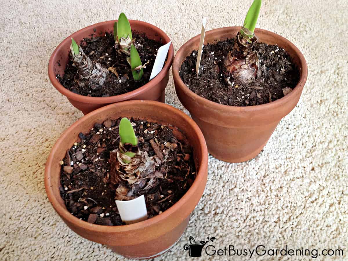 Amaryllis bulbs starting to break dormancy