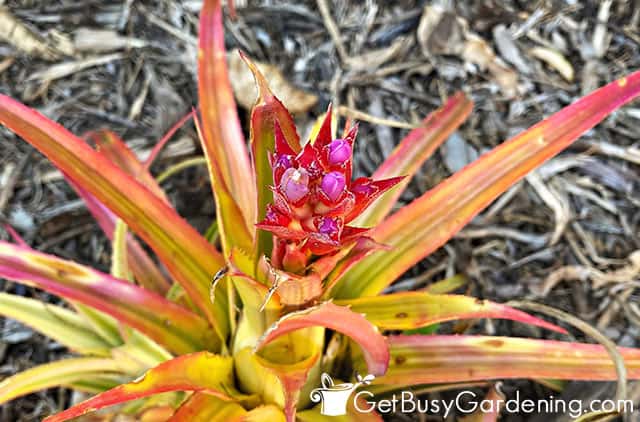 Beautiful blooming bromeliad plant