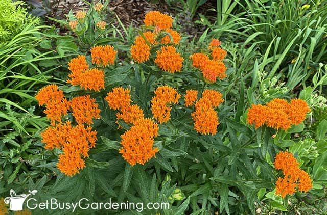 Beautiful healthy butterfly weed plant