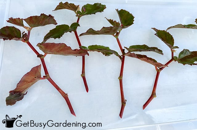 Begonia clippings ready to propagate