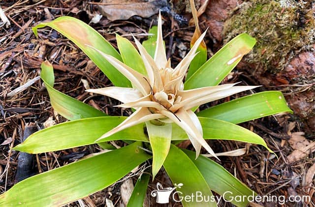 Bromeliad dying after flowers fade