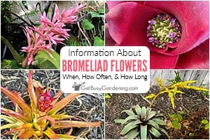Bromeliad Flowers: When, How Often, & How Long They Bloom