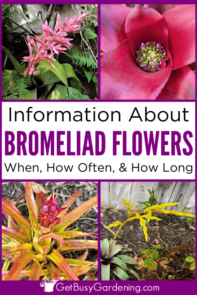 Information About Bromeliad Flowers When, How Often, & How Long