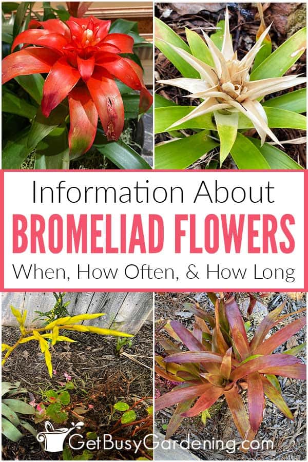 Information About Bromeliad Flowers When, How Often, & How Long