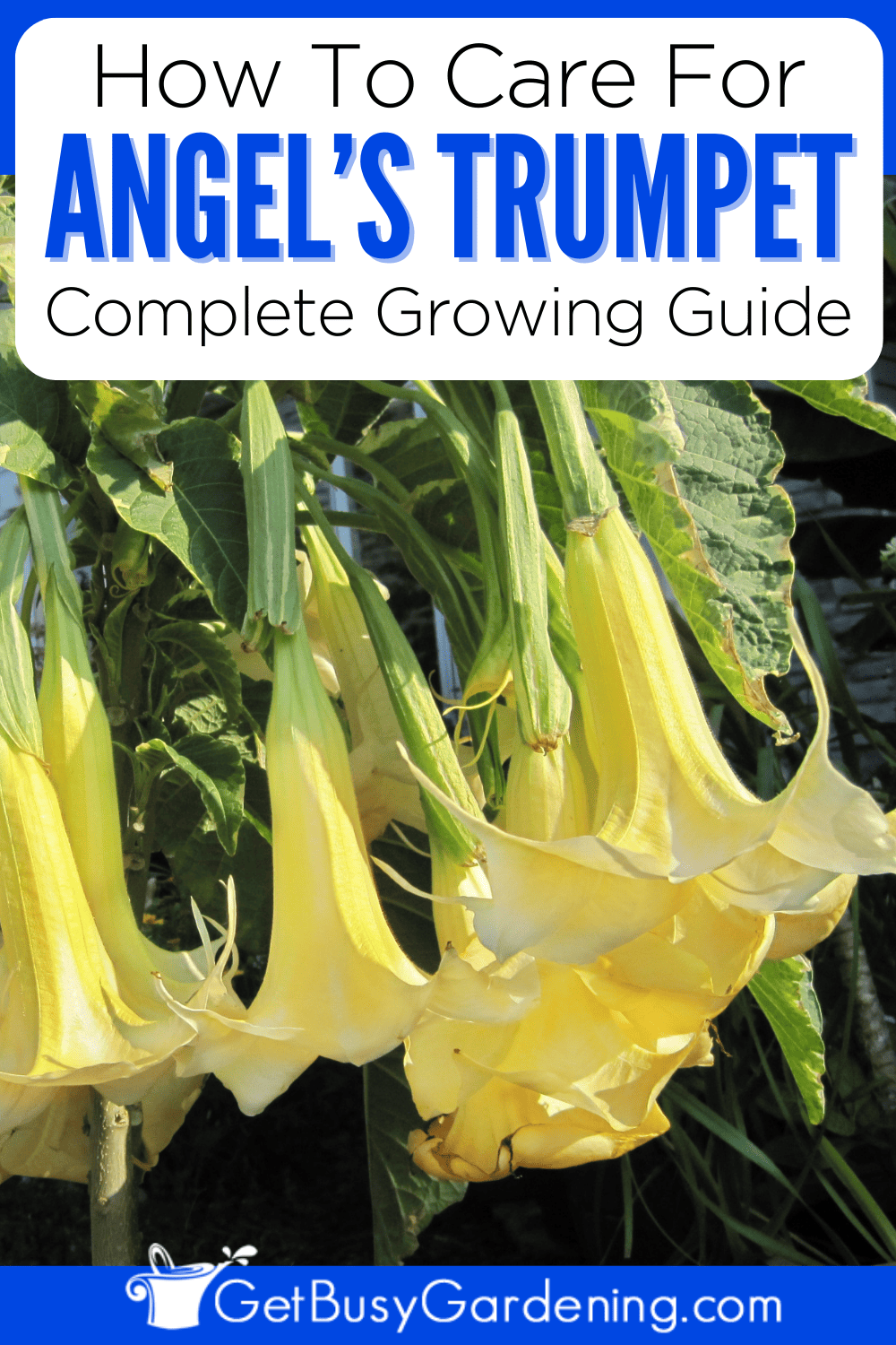 Angel’s Trumpet Care Guide How To Grow Brugmansias Get Busy Gardening