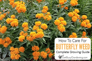 How To Care For Butterfly Weed (Asclepias tuberosa)