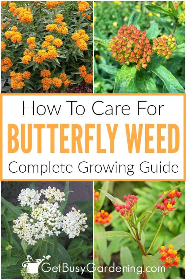 How To Care For Butterfly Weed Complete Growing Guide