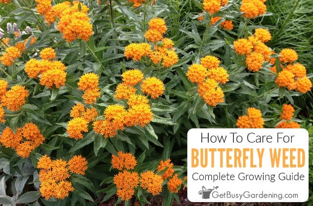 How To Care For Butterfly Weed (Asclepias tuberosa)