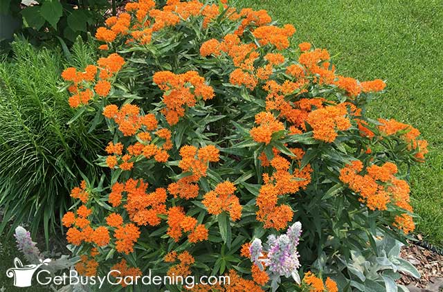 Butterfly weed growing in my garden