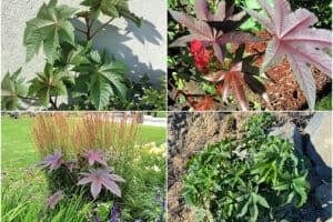 Four picture collage of different castor bean plants
